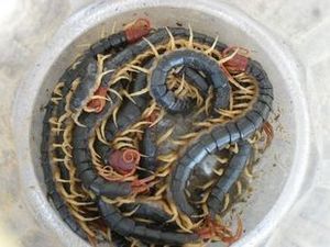 蜈蚣對龍魚有什么好處嗎：蜈蚣對龍魚有什么影響
