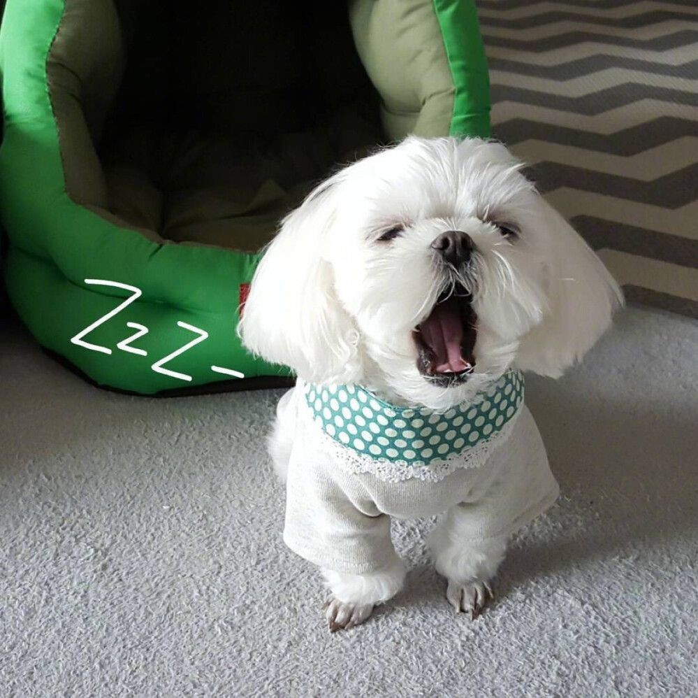 龍魚豎起來多久會死