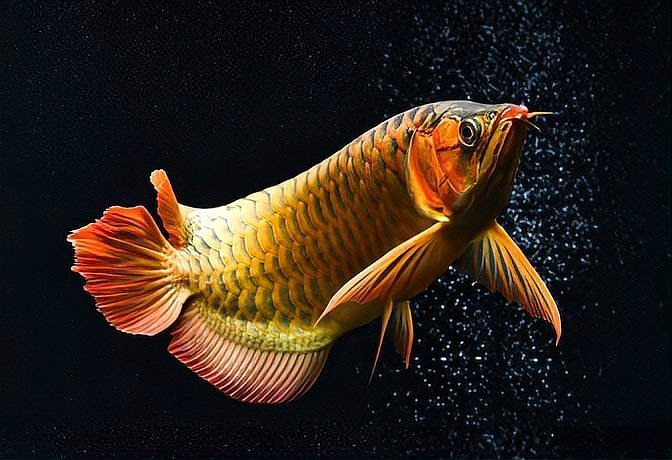 龍魚(yú)濾材是一種好還是組合好呢 龍魚(yú)濾材是一種好還是組合好呢 龍魚(yú)百科 第6張