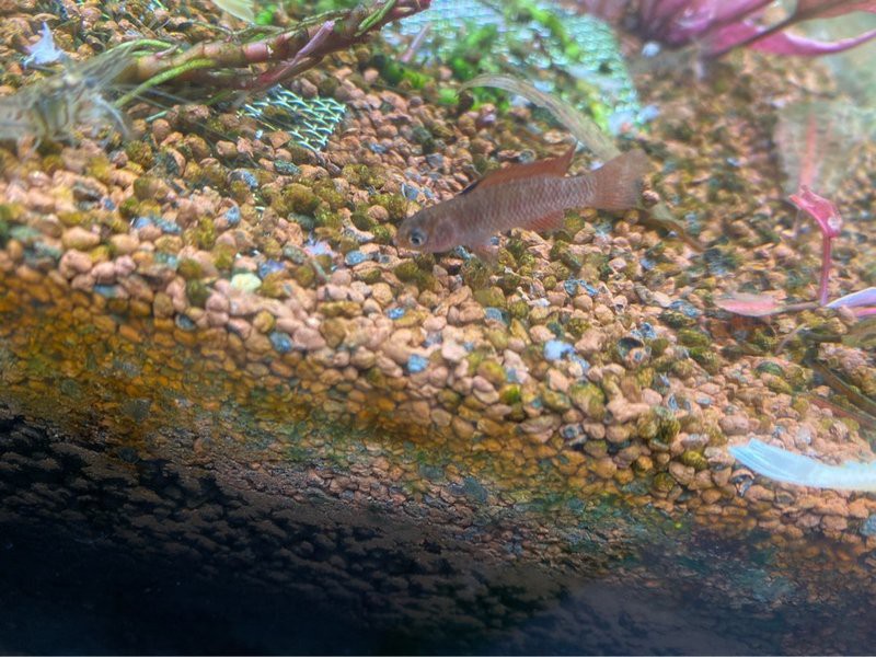 火焰變色龍魚 火焰變色龍魚 龍魚百科 第6張