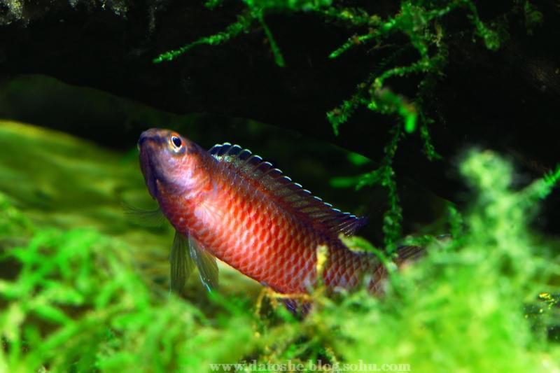 火焰變色龍魚 火焰變色龍魚 龍魚百科 第3張
