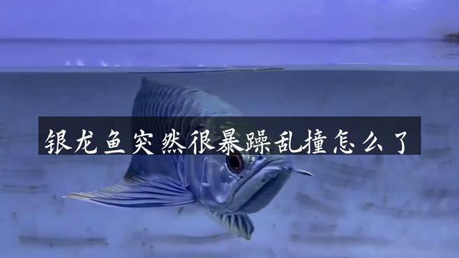 如何識別銀龍魚的情緒化行為？ 如何識別銀龍魚的情緒化行為？ 龍魚百科 第7張