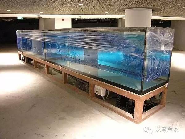 什么品牌的缸適合養龍魚：龍魚缸品牌性價比排行 什么品牌的缸適合養龍魚：龍魚缸品牌性價比排行 龍魚百科 第3張