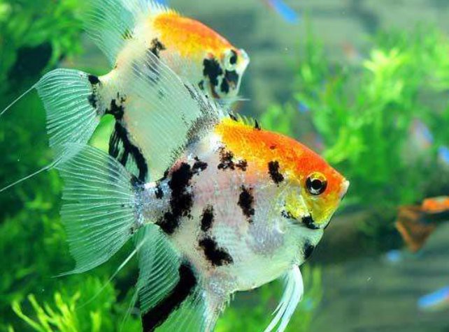 七彩魚(yú)可以和龍魚(yú)混養(yǎng)嗎圖片
