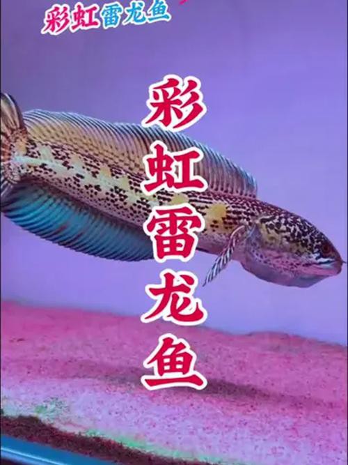 七彩魚(yú)可以和龍魚(yú)混養(yǎng)嗎圖片