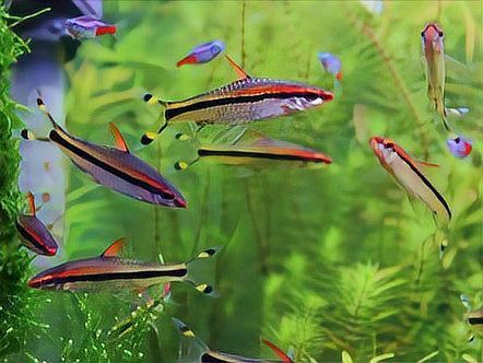 七彩魚(yú)可以和龍魚(yú)混養(yǎng)嗎圖片