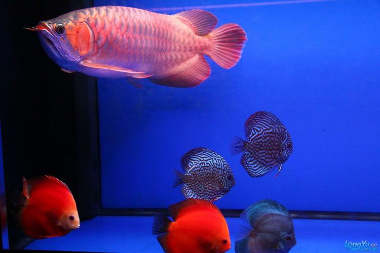 七彩魚(yú)可以和龍魚(yú)混養(yǎng)嗎圖片