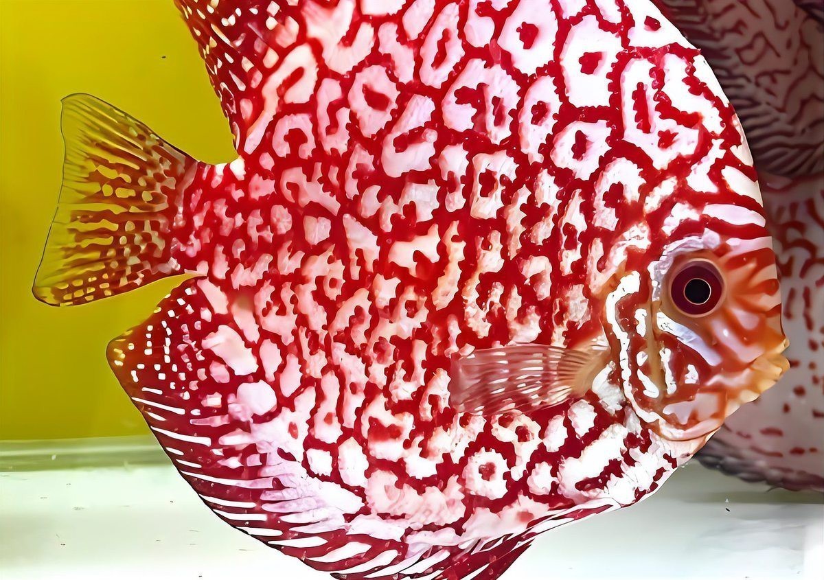 七彩魚(yú)可以和龍魚(yú)混養(yǎng)嗎圖片