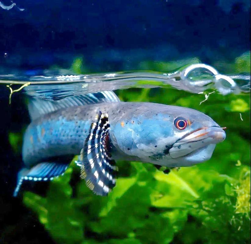 七彩魚(yú)可以和龍魚(yú)混養(yǎng)嗎圖片