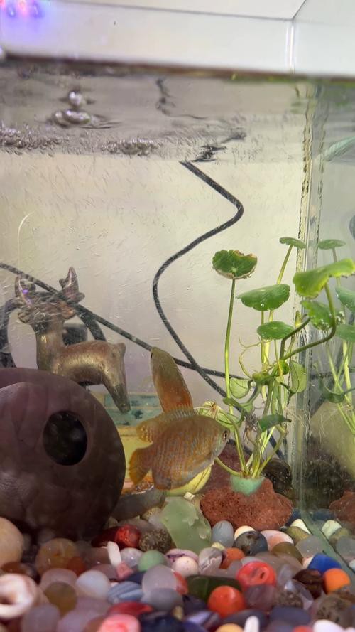 七彩魚(yú)可以和龍魚(yú)混養(yǎng)嗎圖片
