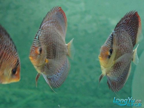 七彩魚(yú)可以和龍魚(yú)混養(yǎng)嗎圖片