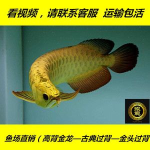 過背金龍魚和高背金龍魚哪個好養一點，過背金龍魚和高背金龍魚哪個好養