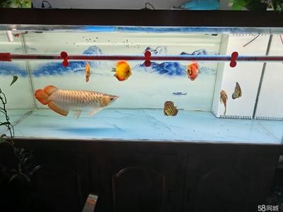 50公分的紅龍魚能賣多少錢：50公分的紅龍魚價格可能會受到多種因素影響，紅龍魚養護技巧分享 50公分的紅龍魚能賣多少錢：50公分的紅龍魚價格可能會受到多種因素影響，紅龍魚養護技巧分享 龍魚百科 第1張