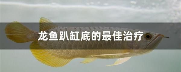 龍魚不游動：龍魚不游動可能由多種因素引起，養殖者要定期觀察并采取措施