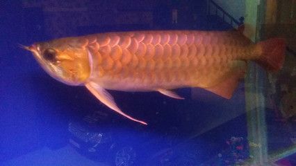 60厘米長的金龍魚多少錢（60厘米長的金龍魚價格從幾十萬到幾十萬元不等）