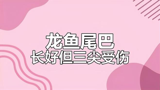 龍魚咬傷后需要休息多久？