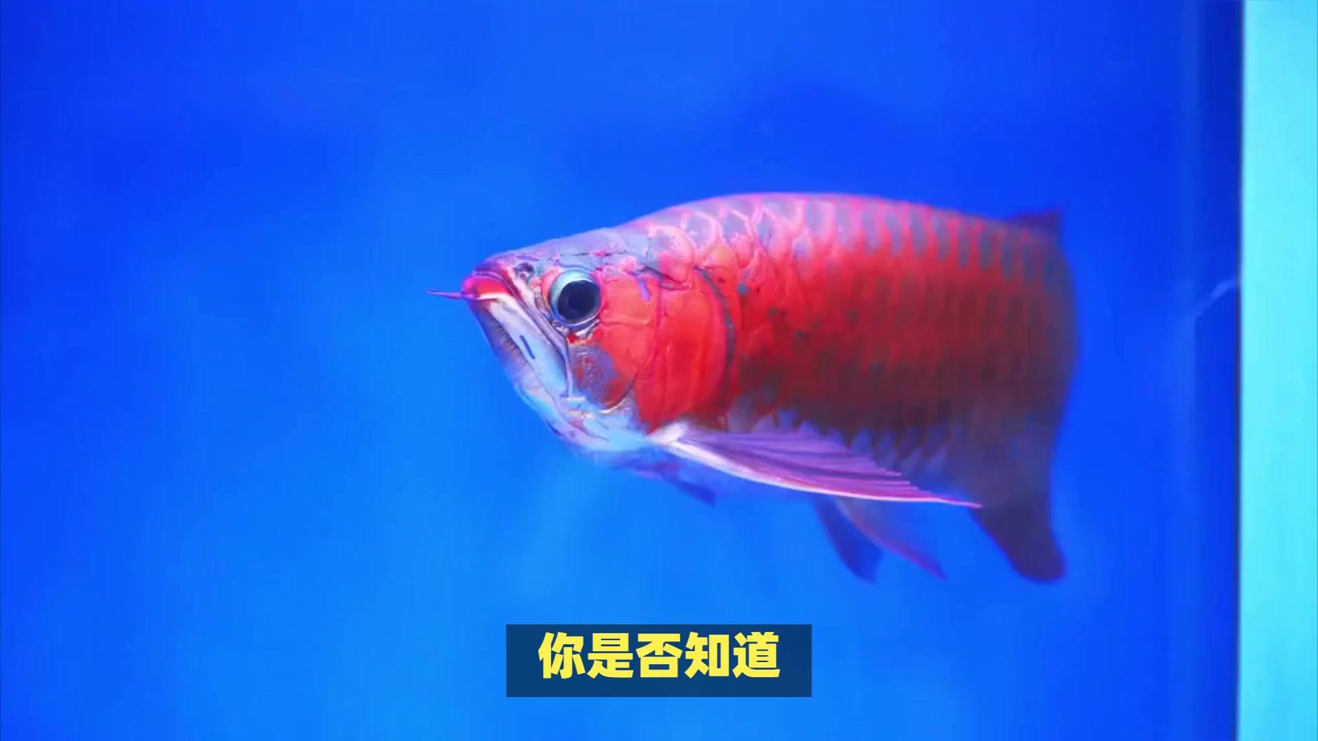 如何判斷金龍魚價格走勢？