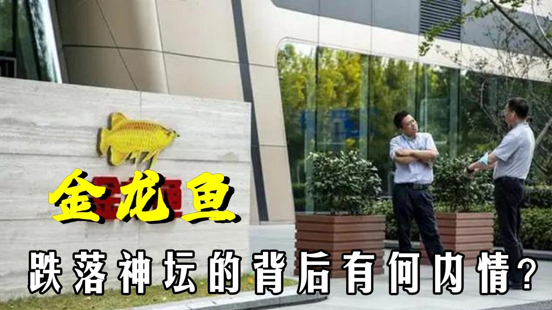 如何判斷金龍魚價格走勢？