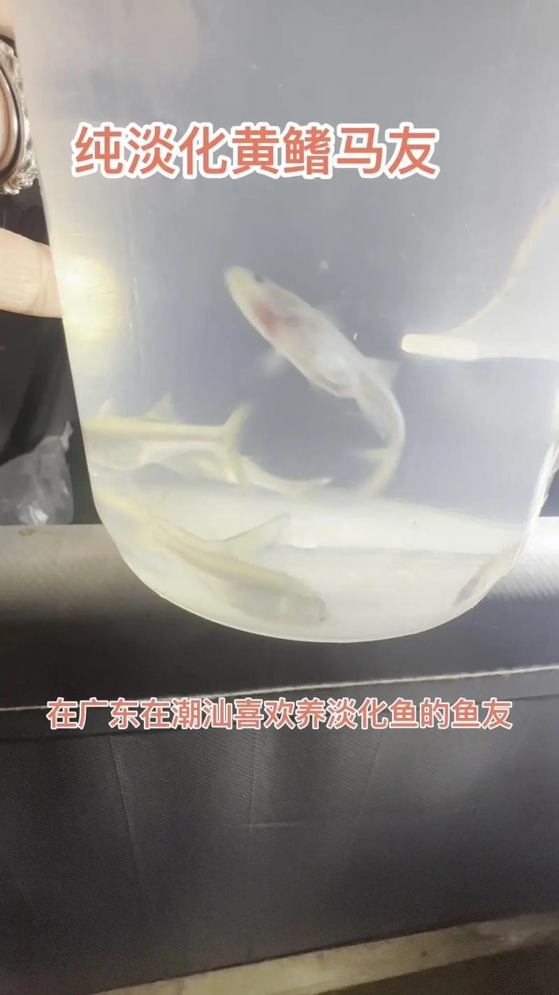 銀鼓魚和銀龍魚混養可以嗎圖片