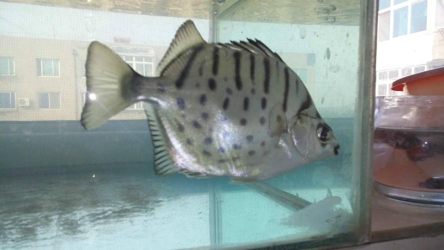 銀鼓魚和銀龍魚混養可以嗎圖片