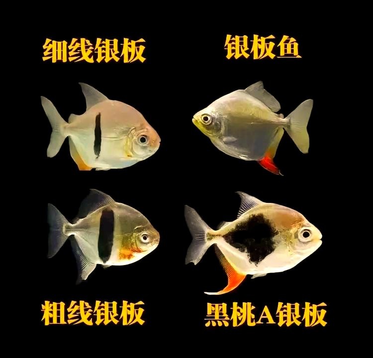 銀鼓魚和銀龍魚混養可以嗎圖片