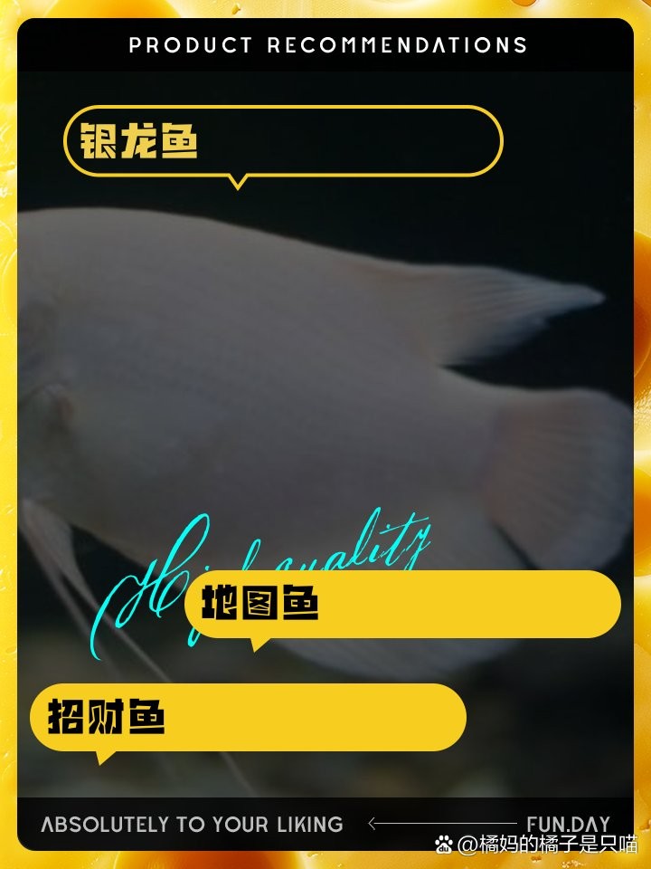 銀鼓魚和銀龍魚混養可以嗎圖片
