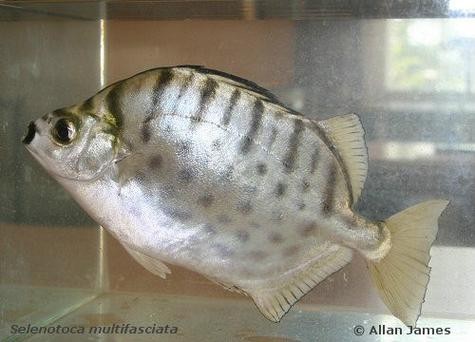 銀鼓魚和銀龍魚混養可以嗎圖片