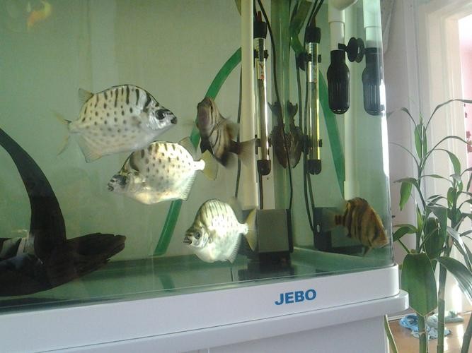 銀鼓魚和銀龍魚混養可以嗎圖片