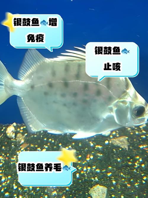 銀鼓魚和銀龍魚混養可以嗎圖片