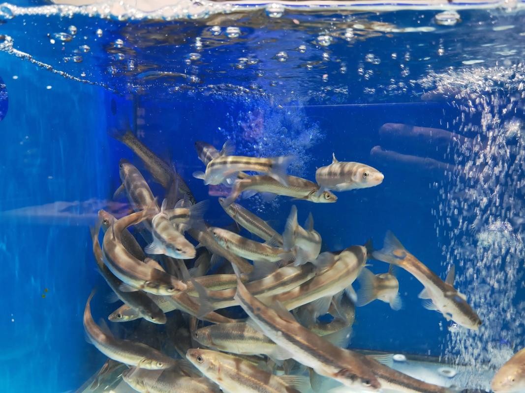 銀鼓魚和銀龍魚混養可以嗎圖片