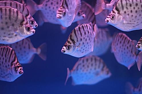 銀鼓魚和銀龍魚混養可以嗎圖片