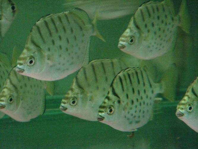 銀鼓魚和銀龍魚混養可以嗎圖片