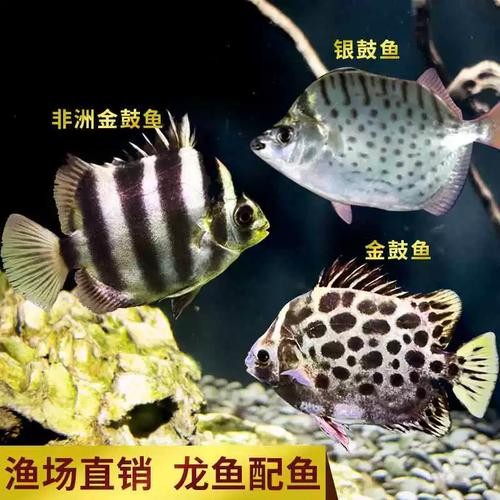 銀鼓魚和銀龍魚混養可以嗎圖片