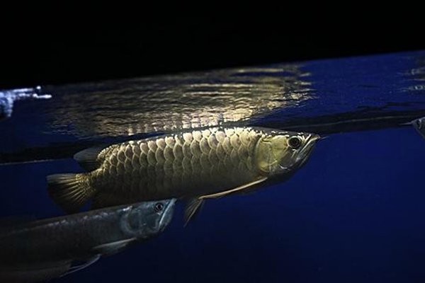 銀鼓魚和銀龍魚混養可以嗎圖片