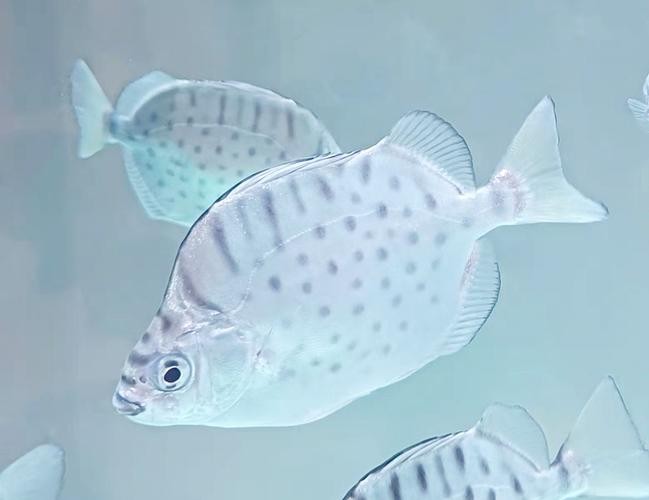 銀鼓魚和銀龍魚混養可以嗎圖片