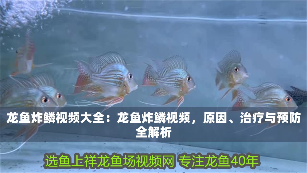 龍魚炸鱗視頻大全：龍魚炸鱗視頻，原因、治療與預防全解析 龍魚炸鱗視頻大全：龍魚炸鱗視頻，原因、治療與預防全解析 龍魚百科 第1張