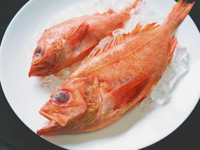 美國大眼紅斑魚圖片 龍魚百科 第22張 美國大眼紅斑魚圖片 美國大眼紅斑魚圖片 龍魚百科 第22張