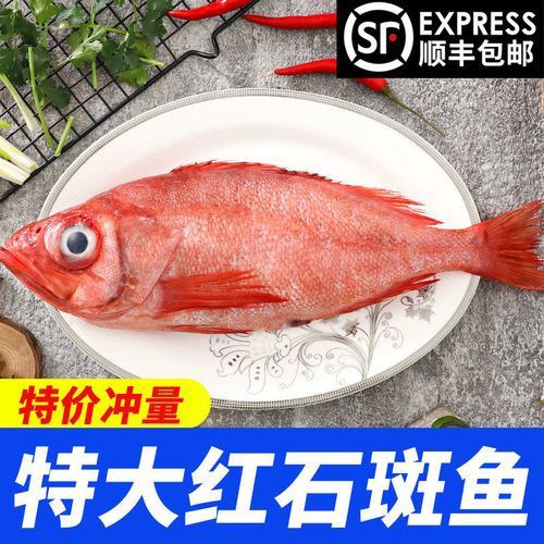 美國大眼紅斑魚圖片 龍魚百科 第23張 美國大眼紅斑魚圖片 美國大眼紅斑魚圖片 龍魚百科 第23張