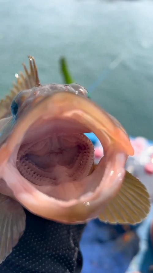 美國大眼紅斑魚圖片 龍魚百科 第14張 美國大眼紅斑魚圖片 美國大眼紅斑魚圖片 龍魚百科 第14張