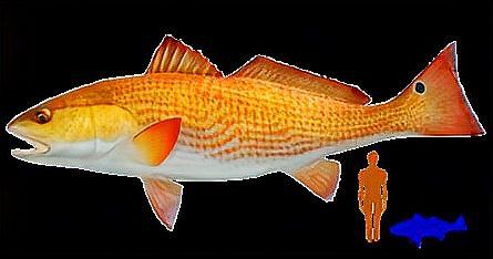 美國大眼紅斑魚圖片 龍魚百科 第27張 美國大眼紅斑魚圖片 美國大眼紅斑魚圖片 龍魚百科 第27張