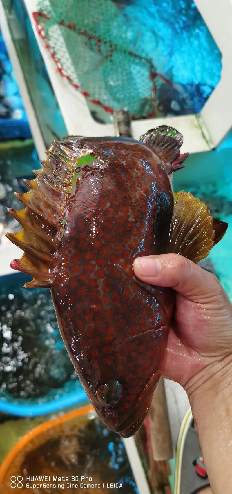 美國大眼紅斑魚圖片 龍魚百科 第8張 美國大眼紅斑魚圖片 美國大眼紅斑魚圖片 龍魚百科 第8張