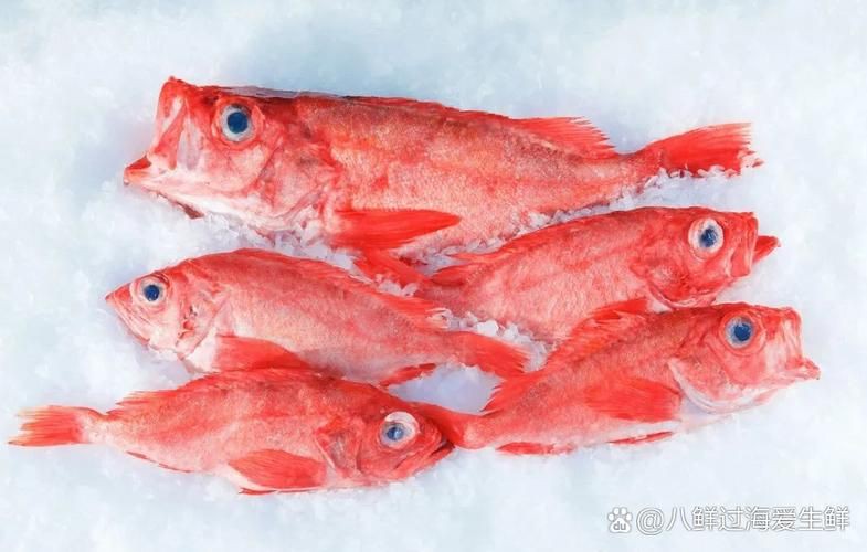 美國大眼紅斑魚圖片 龍魚百科 第15張 美國大眼紅斑魚圖片 美國大眼紅斑魚圖片 龍魚百科 第15張