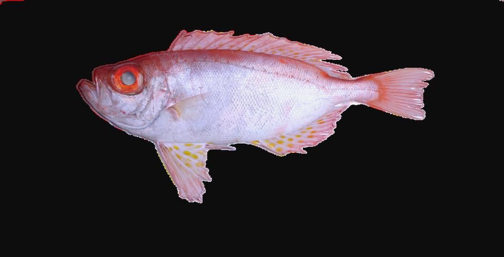 美國大眼紅斑魚圖片 龍魚百科 第18張 美國大眼紅斑魚圖片 美國大眼紅斑魚圖片 龍魚百科 第18張