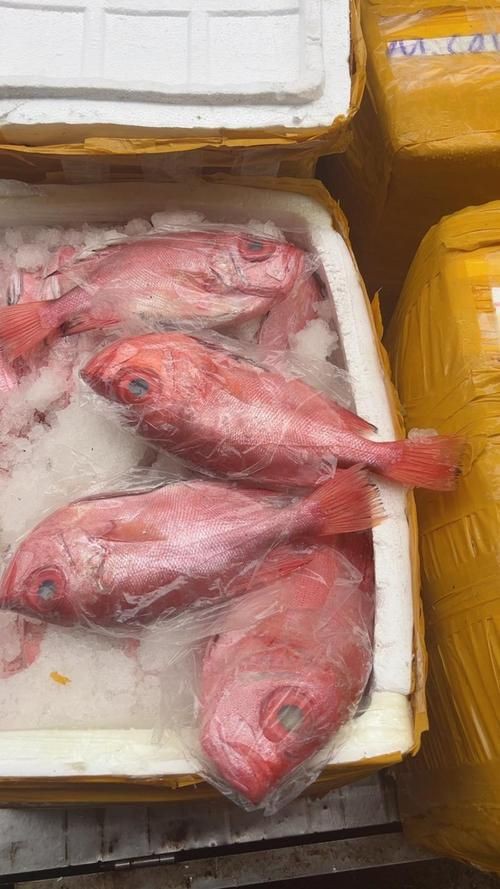 美國大眼紅斑魚圖片 龍魚百科 第4張 美國大眼紅斑魚圖片 美國大眼紅斑魚圖片 龍魚百科 第4張