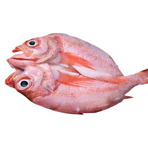 美國大眼紅斑魚圖片 龍魚百科 第16張 美國大眼紅斑魚圖片 美國大眼紅斑魚圖片 龍魚百科 第16張