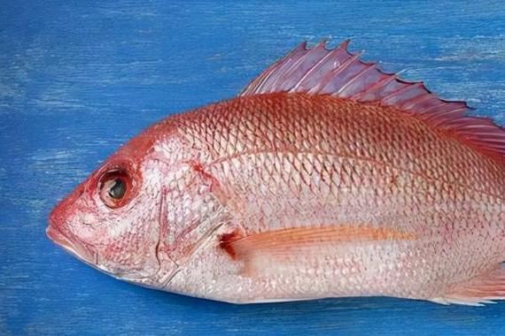 美國大眼紅斑魚圖片 龍魚百科 第3張 美國大眼紅斑魚圖片 美國大眼紅斑魚圖片 龍魚百科 第3張