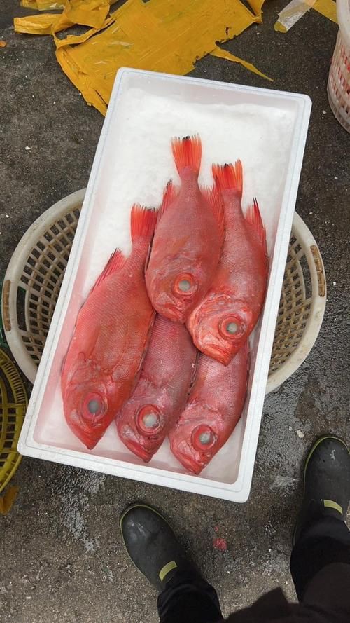 美國大眼紅斑魚圖片 龍魚百科 第5張 美國大眼紅斑魚圖片 美國大眼紅斑魚圖片 龍魚百科 第5張