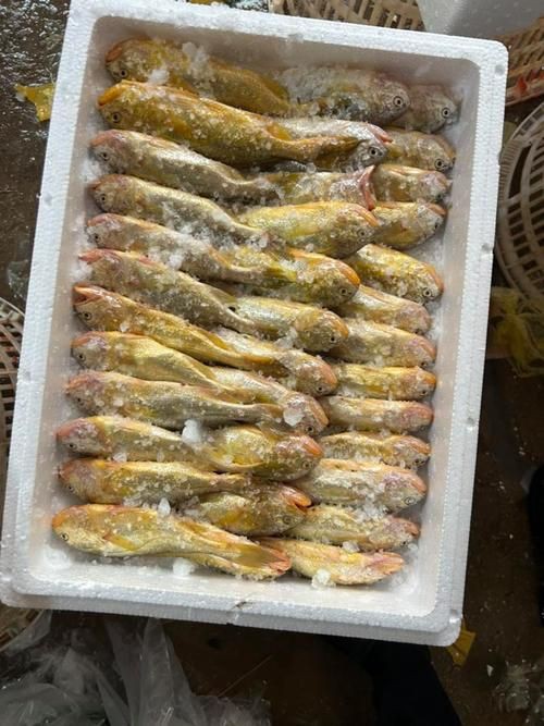 美國大眼紅斑魚圖片 龍魚百科 第13張 美國大眼紅斑魚圖片 美國大眼紅斑魚圖片 龍魚百科 第13張