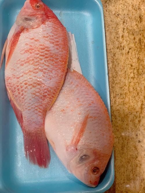 美國大眼紅斑魚圖片 龍魚百科 第25張 美國大眼紅斑魚圖片 美國大眼紅斑魚圖片 龍魚百科 第25張