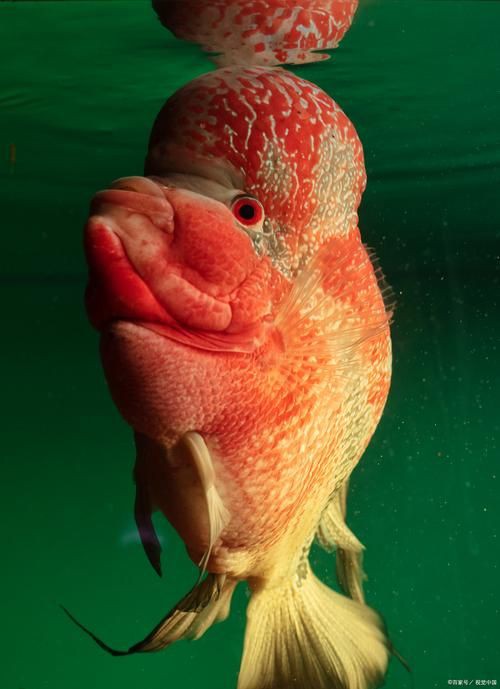 美國大眼紅斑魚圖片 龍魚百科 第9張 美國大眼紅斑魚圖片 美國大眼紅斑魚圖片 龍魚百科 第9張